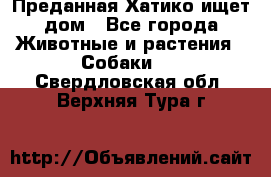 Преданная Хатико ищет дом - Все города Животные и растения » Собаки   . Свердловская обл.,Верхняя Тура г.